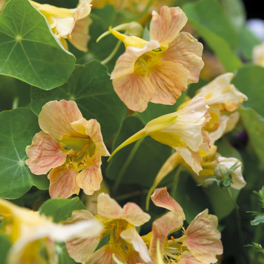 Mr Fothergills Seeds tweet media