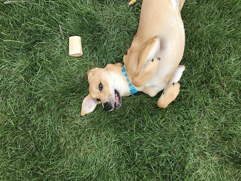 FirstChevalier's tweet image. Week 12 It's Okay to be Happy is the lesson for Sunday. It is up on Substack now.
Link-markmalcolm.substack.com/p/week-12-its-…
Image-"Yellow Dog Rolls in the Grass" by kevin.ekmark is licensed under CC BY 2.0.