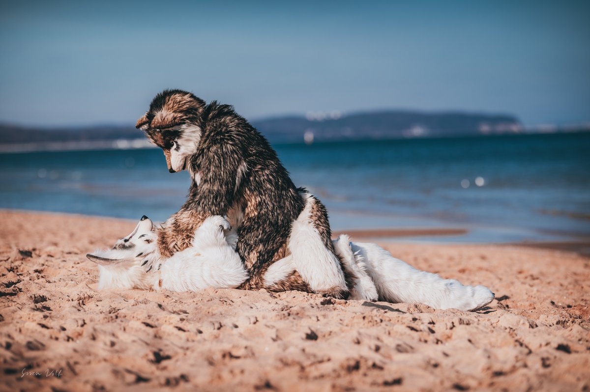 #FursuitFriday   #gdakon
Photo session on the beach.
It was very nice and romantic
I'm waiting for the repeat Kitawos :P  <a href="/BerkWolf/">BerkWolf 🇩🇪🇳🇱 🔜 BFD 🇩🇪</a> 

Photos by Soren Wolf and Gamerz