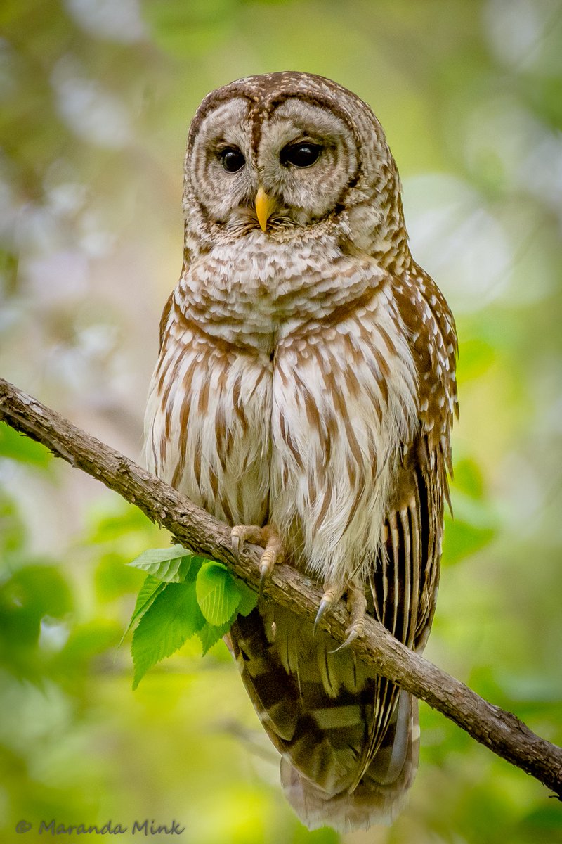 The Beautiful Barred Owl. My favorite Raptor. #fridaymorning #owls #Nature #birding