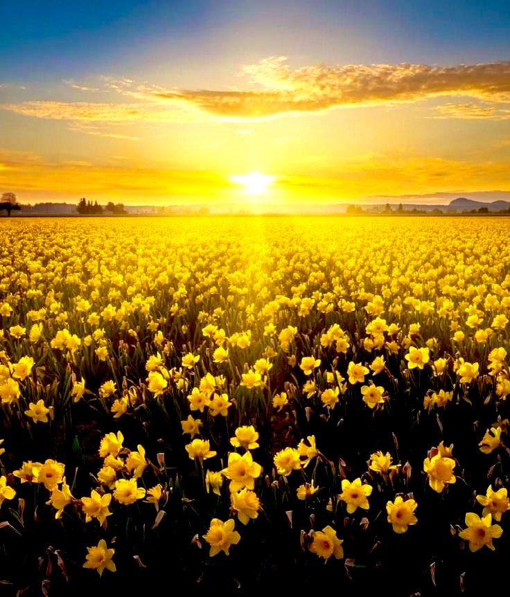 Here's to all the warrior's today 💪💛

#daffodilday #IrishCancerSociety