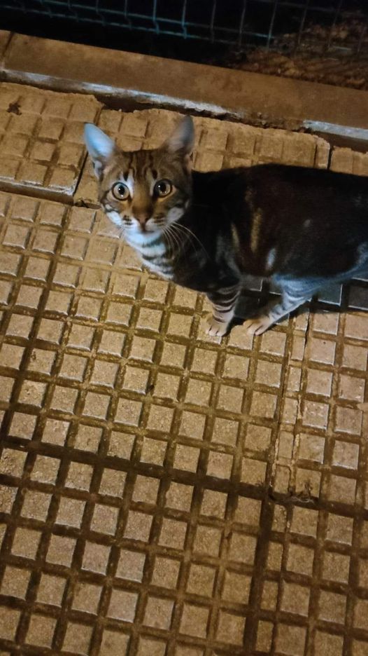 Latidos Gatunos
13 h  · 
# CASO EXTERNO Es un gato muy cariñoso , demasiado,y muy confiado por eso necesita urgente un hogar donde le den todo el cariño que pide . En adopción  657 82 74 71
España