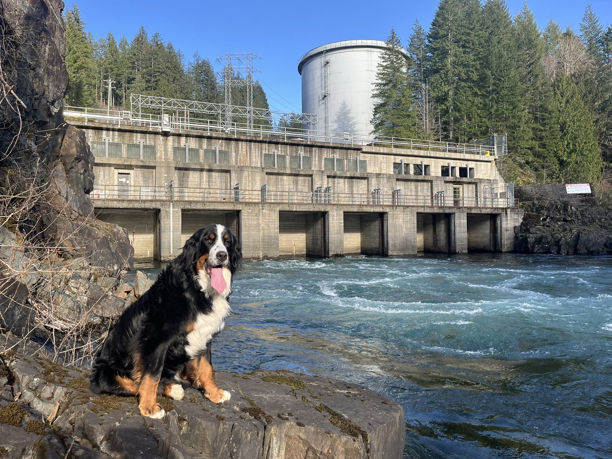 Lizzie up at the Ladore Dam.🐻🌲⚡️ . . . . . . #lizzie #bernese #bmd #adventures