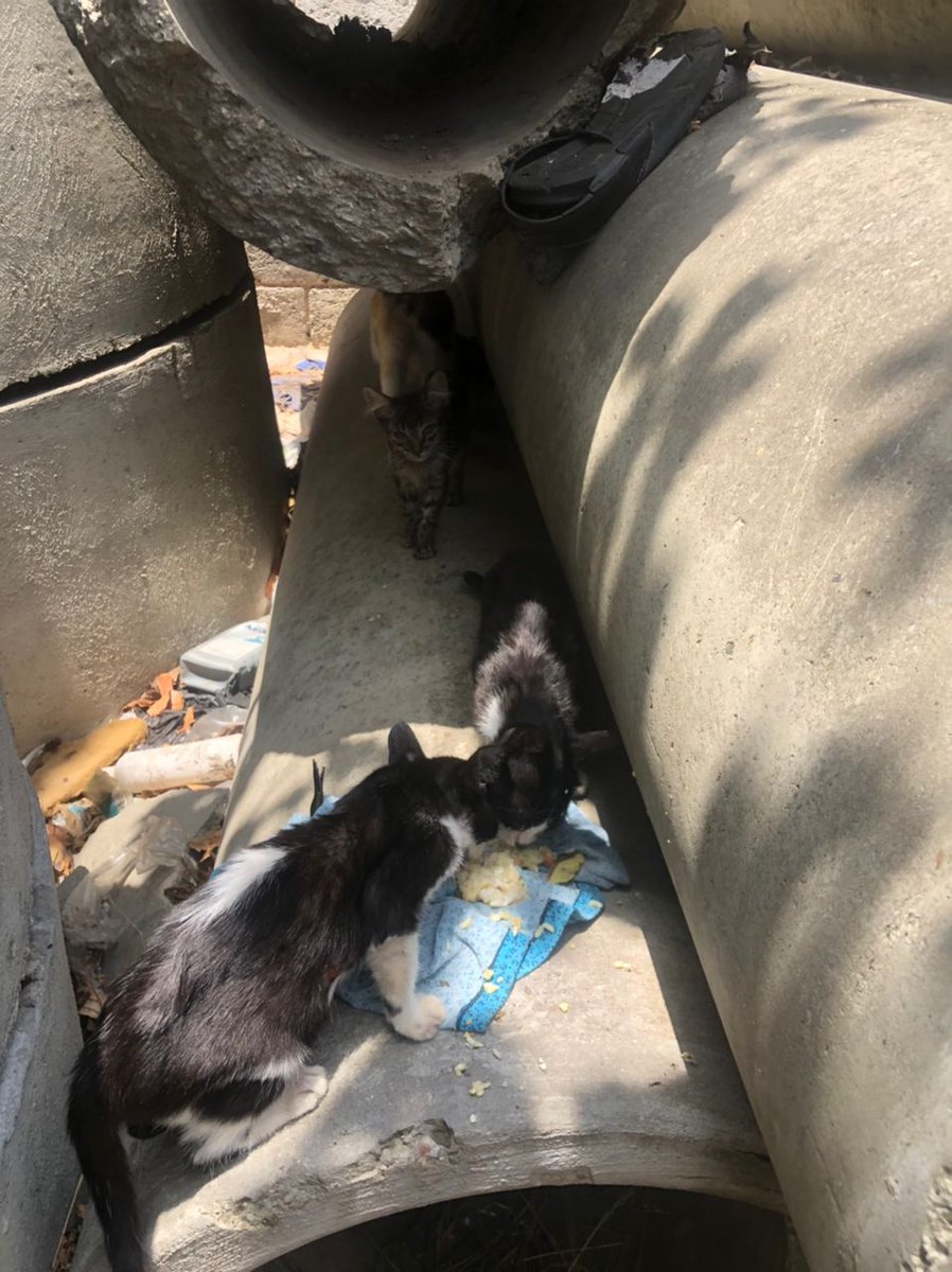 Les comparto información de una tragedia que sucedió el jueves 21/03/2024 con unos gatitos en Carapita-Caracas. Las versiones señalan a un sujeto q incendió terreno q refugiaba a +100 gatitos, sobrevivieron 14! Necesitan apoyo #JUSTICIA <a href="/TarekWiliamSaab/">Tarek William Saab</a> <a href="/SomosNevado/">MisiónNevadoVzla</a> <a href="/MPNecesario/">Movimiento Periodismo Necesario</a>