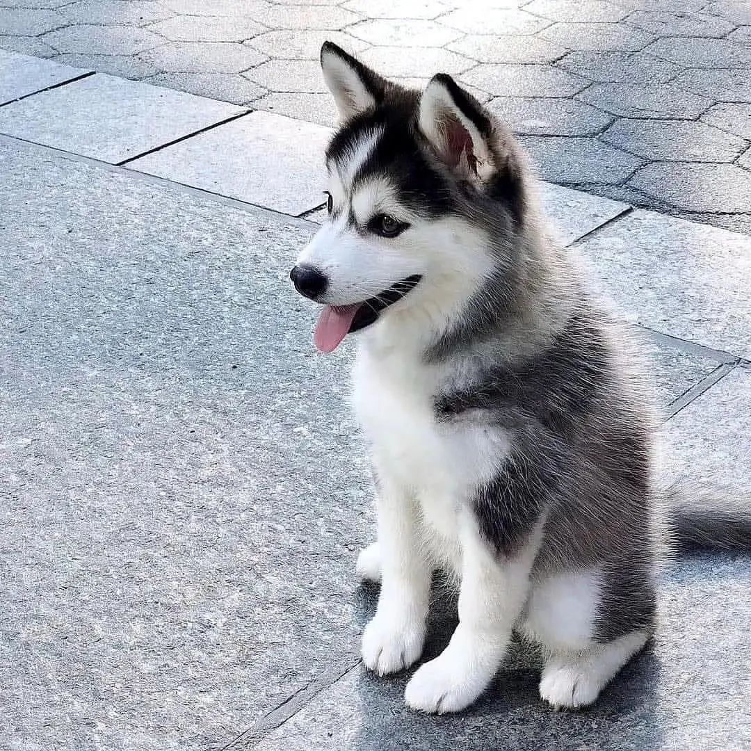 Husky Lover tweet media