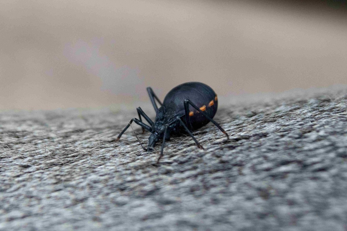 Zooverband (VdZ) (@vdz_zoos) on Twitter photo Wie bekommt man stressfreie Blutproben bei #Zootieren?  Bei Elefant, Tiger und Eisbär geht das dank des regelmäßigen medizinischen Trainings. Bei Tieren wie der Mähnenrobben ist es komplizierter. Die Lösung: Raubwanzen. Sie werden eingesetzt, um z.B. Infektionserreger zu finden. Wie bekommt man stressfreie Blutproben bei #Zootieren?  Bei Elefant, Tiger und Eisbär geht das dank des regelmäßigen medizinischen Trainings. Bei Tieren wie der Mähnenrobben ist es komplizierter. Die Lösung: Raubwanzen. Sie werden eingesetzt, um z.B. Infektionserreger zu finden.