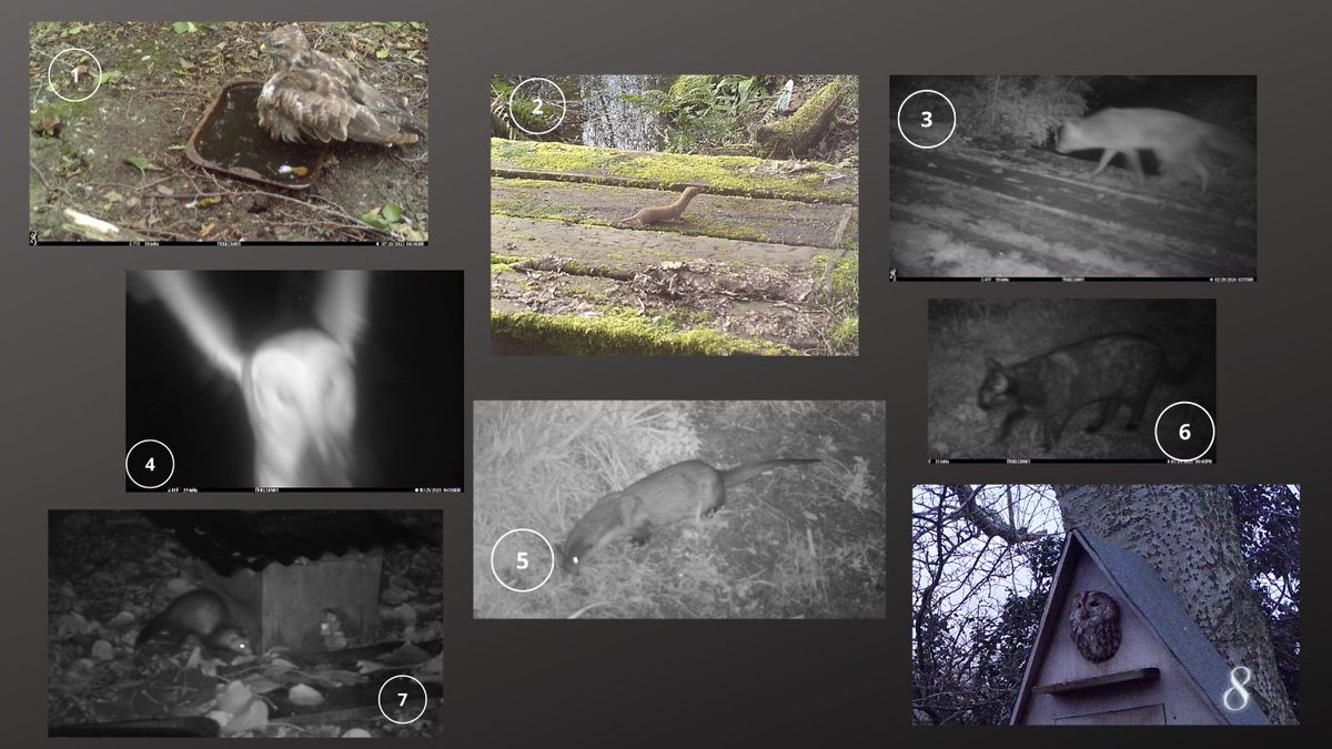 Some friendly local predators caught on the night camera. No one on my Facebook page has correctly identified all eight. #mammalsociety #predators