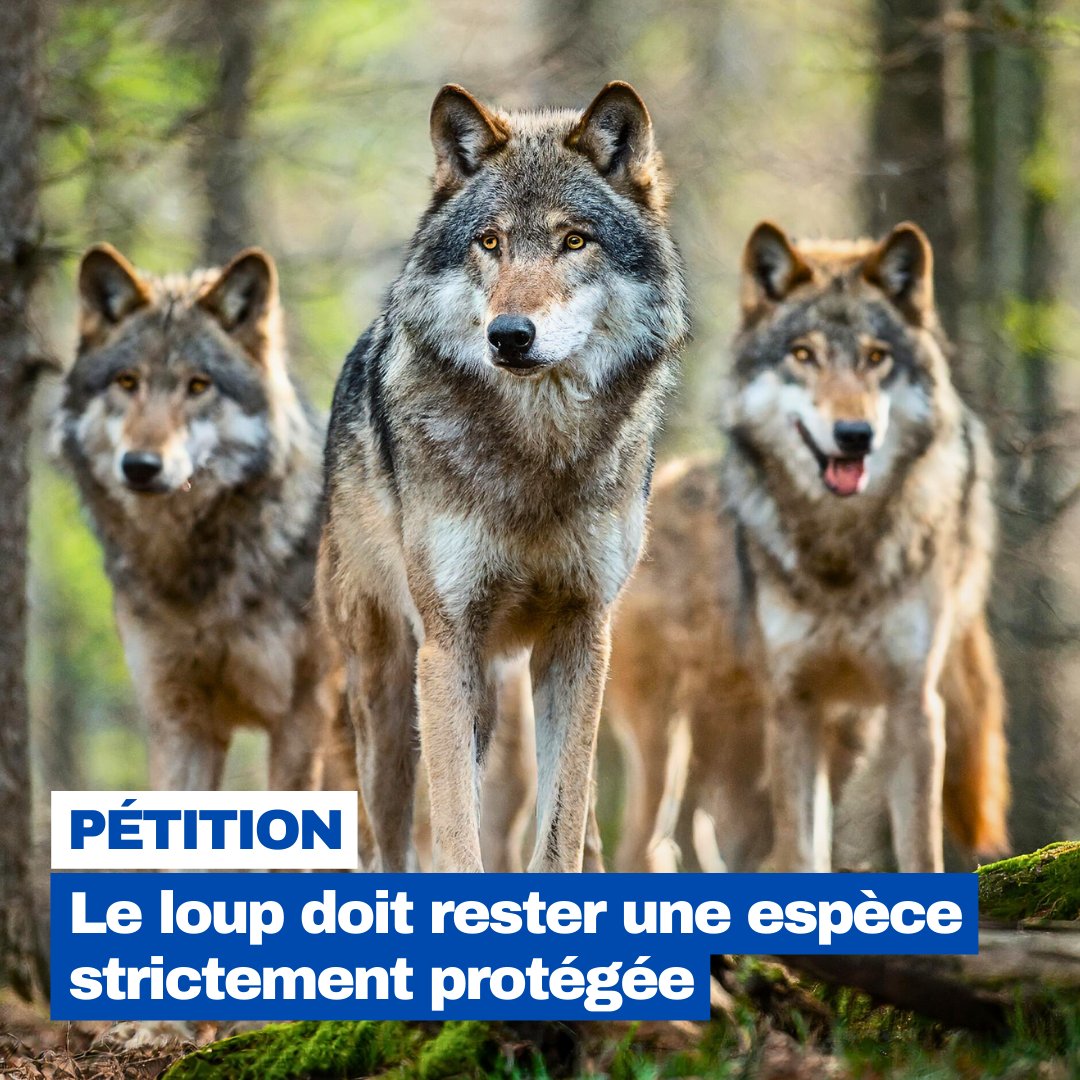 FBB_Officiel's tweet photo. #Pétition

🐺 Le loup doit rester une espèce strictement protégée

La Commission européenne propose de déclasser le loup de son statut actuel de protection stricte. Concrètement, cela autorise la chasse au loup et donc de tuer des loups en France.

Cette proposition est injuste pour cet animal et mettrait en péril son avenir. Le loup est une espèce indispensable à l'équilibre des écosystèmes.

👉 Une cohabitation harmonieuse entre les troupeaux et les loups est possible !

✍️ Rejoignez l’appel de la @LPOFrance, signez la pétition pour protéger le loup :

➡️ https://t.co/O0QNF2OjWJ