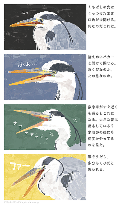 口を開けるアオサギいろいろ 