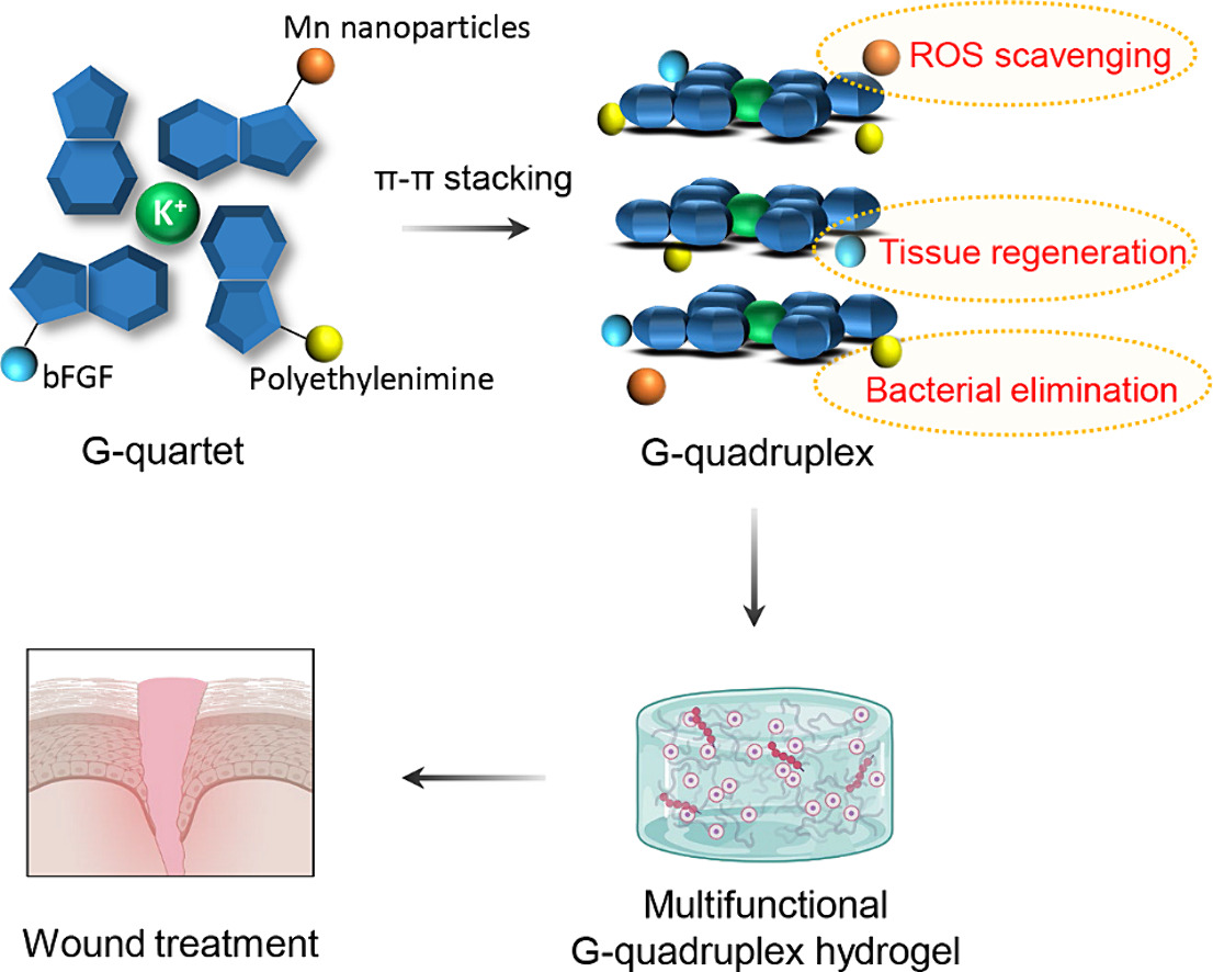 JCRnEDITORS's tweet image. A supramolecular hydrogel dressing with antibacterial, immunoregulation, and pro-regeneration ability for biofilm-associated wound healing.
| Yuanfeng Li @WMU1958 |
#hydrogel #supramolecule #WoundHealing
doi.org/10.1016/j.jcon…