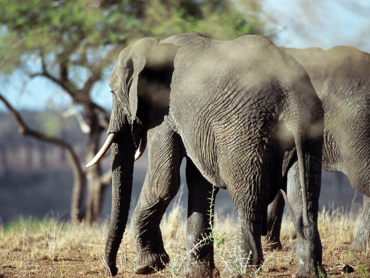 🌳 Witness the grace of elephants as they navigate through lush, green landscapes! #GracefulGrazing #ElephantParadise