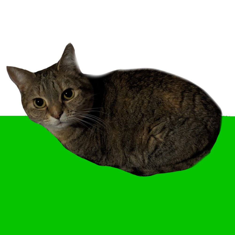 𝖇𝖎𝖌 𝖓𝖆𝖙𝖚𝖗𝖆𝖑𝖘 🏴󠁧󠁢󠁷󠁬󠁳󠁿🇮🇪🇵🇸 tweet media