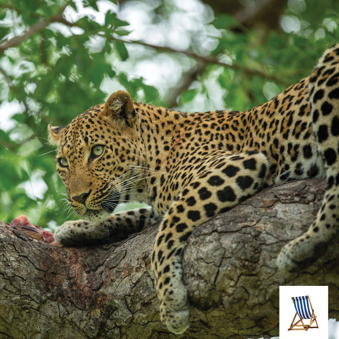 If you could be an animal in the #Big5, which one would it be? Use the emoji to tell us in the comments

🦁 Lion
🦬 Buffalo
🐆 Leopard
🦏 Rhino
🐘 Elephant

#FridayFun #MadikweRiverLodge