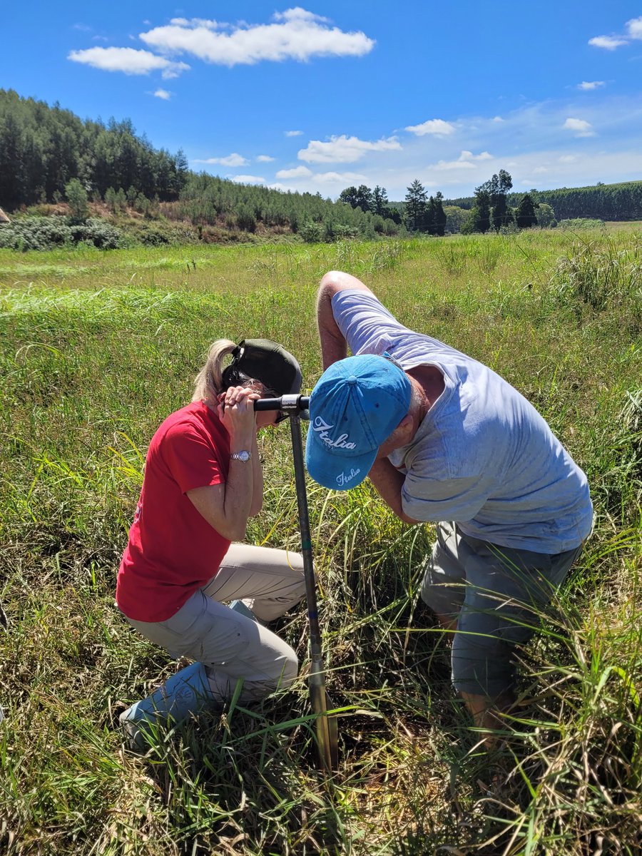 What an amazing morning with Trevor Hill and @Afropollen from #UKZN. Taking cores from the wetlands of the #Holley farm to create a pollen record for the area around our site #HolleyShelter. #Paleoenvironment @geobiodiversity @MW_hominin @SaraERhodes1