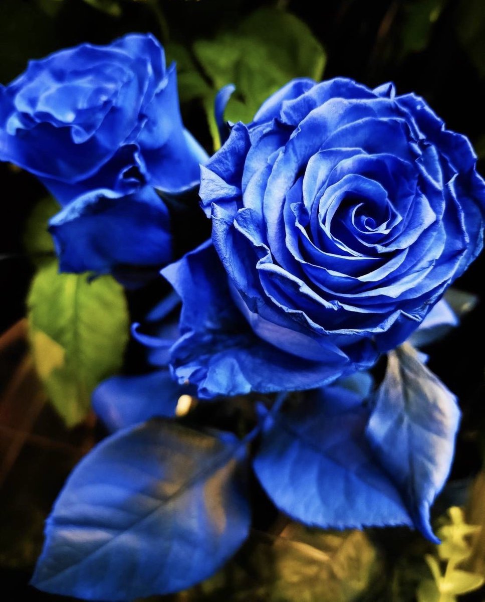 横浜店です。 鮮やかな青バラのご紹介。 奇跡、夢が叶うという色言葉