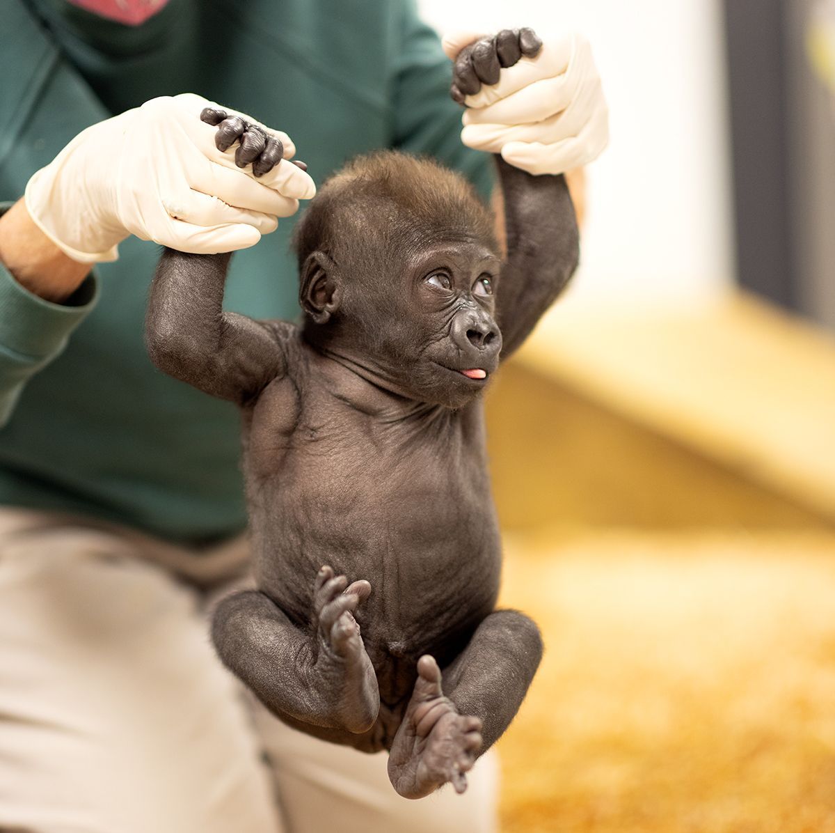 clemetzoo's tweet photo. Cleveland Metroparks Zoo to Foster 11-week-old #Gorilla from @FortWorthZoo. Read more at https://t.co/L7zbkLsljS. ❤️

photo: Fort Worth Zoo https://t.co/DllUzJaPSg