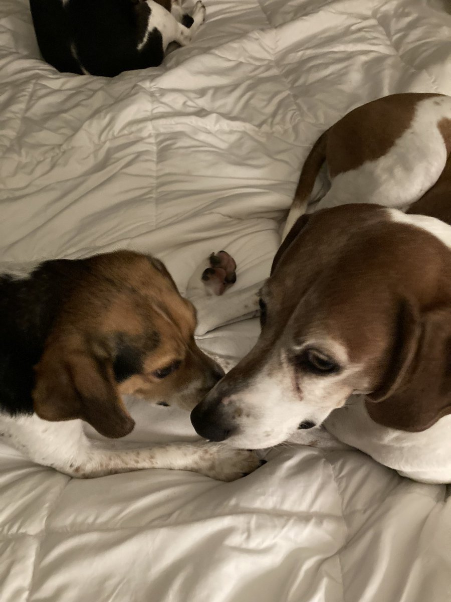 TurboDoug007's tweet photo. @LolaPatolla Miles just sent $100 with much ❤️❤️❤️ … 🥰🥰🥰 Lucy, Charlie, Zoey https://t.co/JNna1XvomM