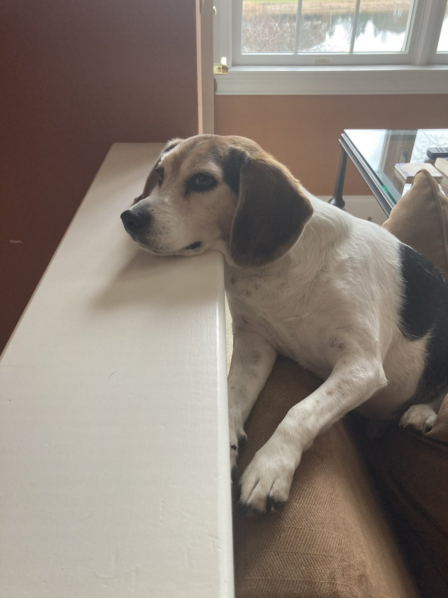 TurboDoug007's tweet photo. @LolaPatolla Miles just sent $100 with much ❤️❤️❤️ … 🥰🥰🥰 Lucy, Charlie, Zoey https://t.co/JNna1XvomM