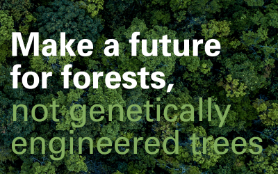 On #InternationalDayofForests we oppose genetically engineered #GMO trees which threaten the future of forests. @FSC_IC @stopgetrees @WorldRainforest