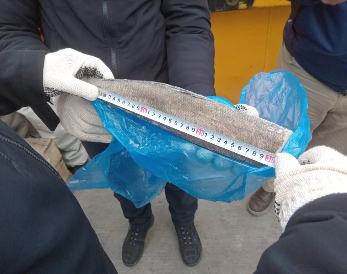 Decomisaron el barco chino que pescaba ilegalmente merluza negra.  La mitad de las 143 toneladas (US$5 millones) que se llevaba eran juveniles.  Multipliquen este saqueo por 500 naves sin control alguno saqueando el mar argentino 🐟