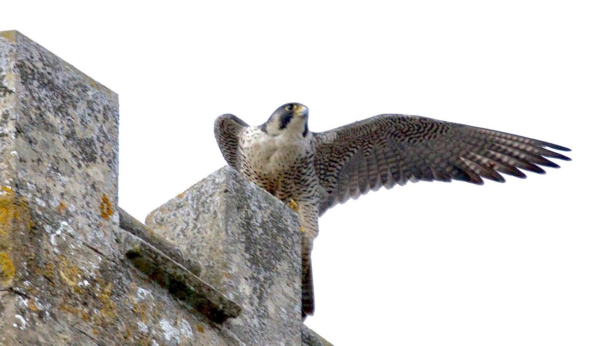 Peregrine's may eb nesting on the Abbey near the bell ringing chamber. We have agreed to suspend flag flying for the time being. Bell ringing will continue but there will be no flag flying over Easter or for St. George's Day celebrations. Thank you to Kevin Ford for the images.