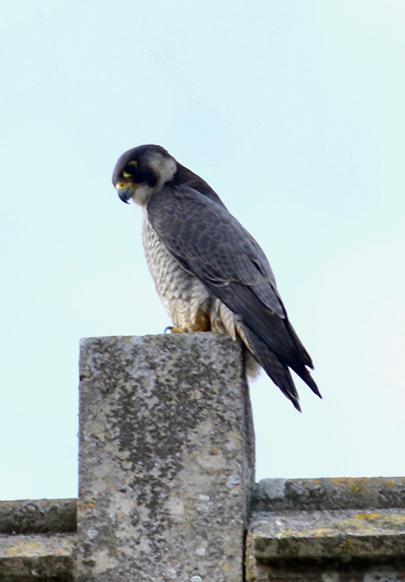 romseyabbey's tweet photo. Peregrine's may eb nesting on the Abbey near the bell ringing chamber. We have agreed to suspend flag flying for the time being. Bell ringing will continue but there will be no flag flying over Easter or for St. George's Day celebrations. Thank you to Kevin Ford for the images. https://t.co/17s2EYQVPo