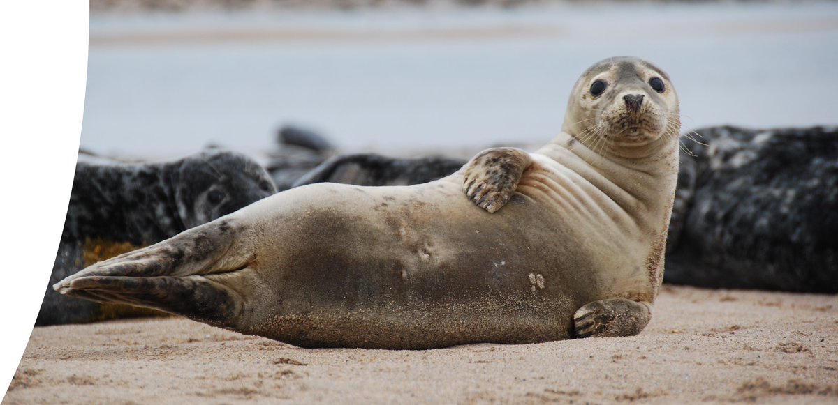 Happy #InternationalSealDay! @lindisfarne_nnr supports a large population of up to 6,000 Grey Seals hauling out on the sandbars at low tide. You can spot them on the Reserve throughout the year and are often very curious! 🦭