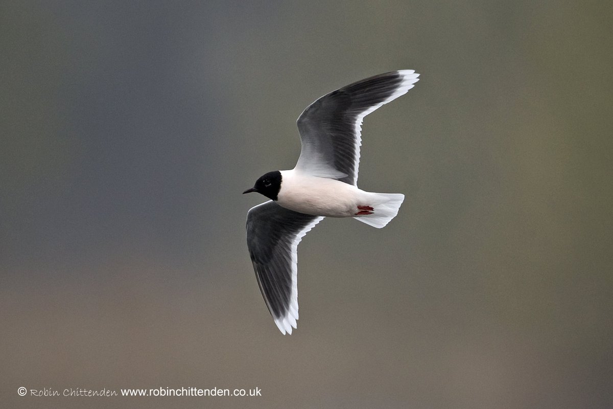 The latest 'Go Wild' article for North Norfolk Living magazine @NNorfolkLiving can be found on pages 55-56 by clicking this link issuu.com/bestlocallivin… Little Gull (Larus minutus) @NorfolkWT Thorpe Marshes Norwich April 2021