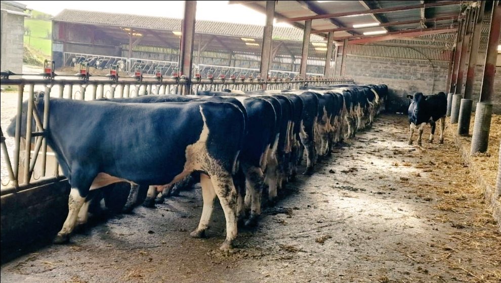 We have a nice selection of 25 British Friesian Pedigree Stock Bulls for sale in Kilkenny Mart at 12pm sharp on this Monday 25th March. Churchclara Herd.
For catalogue WhatsApp: 0868392396
RTs appreciated thanks.