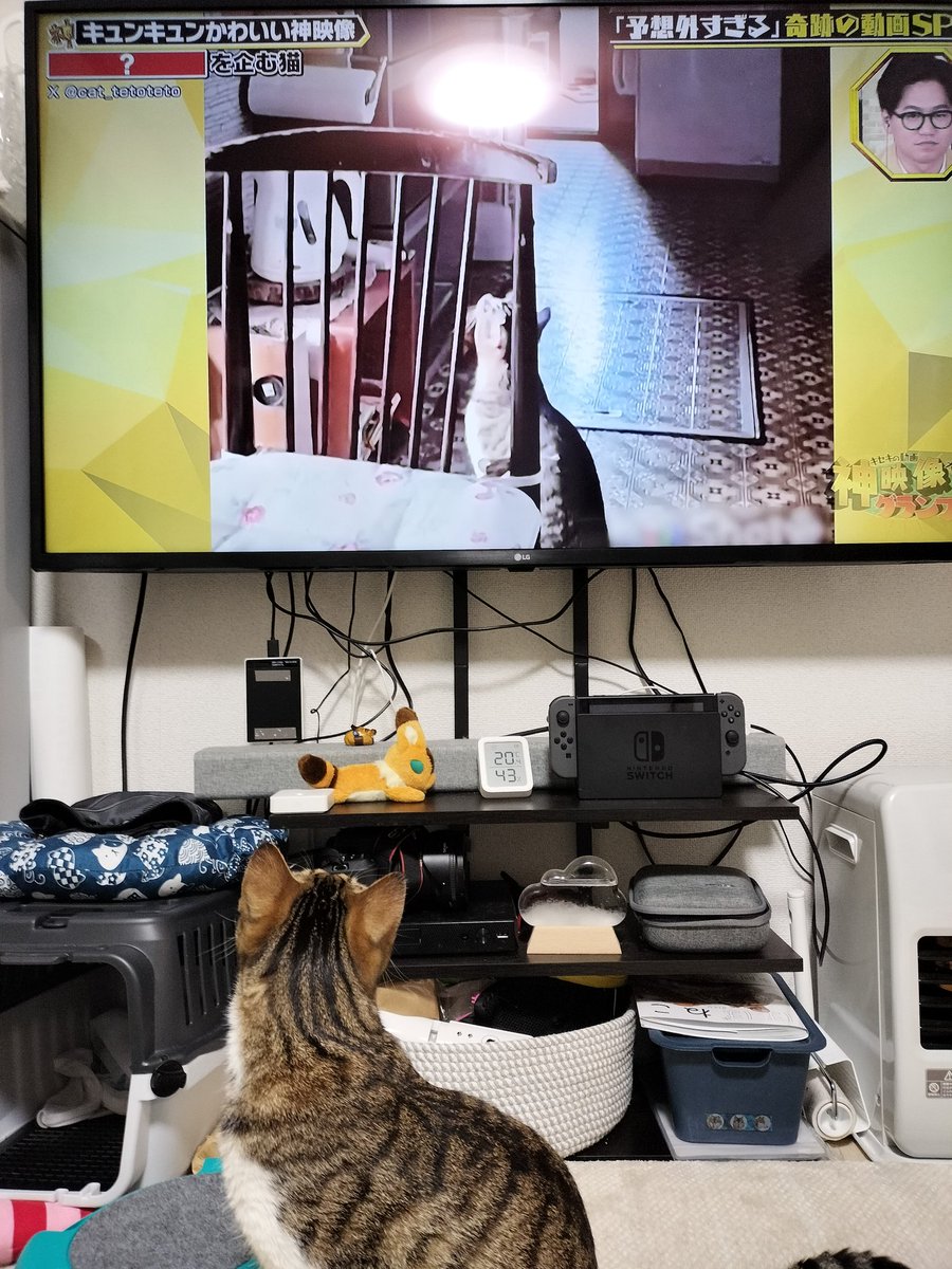 テト出ました！！！
 #神映像グランプリ  #猫好きさんと繋がりたい