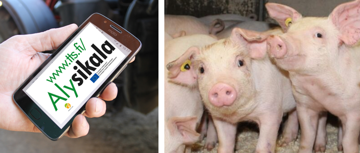 ”On silmiä avaavaa nähdä lukuja ja käppyröitä” 📈👀#Digimaatalous-webikahveilla 3.4. klo 13-14:15 aiheena #Älysikala-pilotoinnin kokemukset ja väliaikatulokset. Sopii niin alan ammattilaisille kuin muille uuden teknologian ystäville, tervetuloa! 🐷

tts.fi/uutiset/alysik…