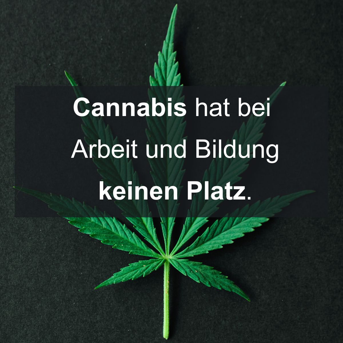 Gerade hat das #CanG den <a href="/bundesrat/">Bundesrat</a> passiert. Damit wird Cannabis ab April teilweise legal. Unser HGF Dr. Hussy dazu: "Für die Arbeitswelt und Bildungseinrichtungen bleiben Berufsgenossenschaften und Unfallkassen bei ihrer Haltung: #Cannabis darf hier keinen Platz haben."