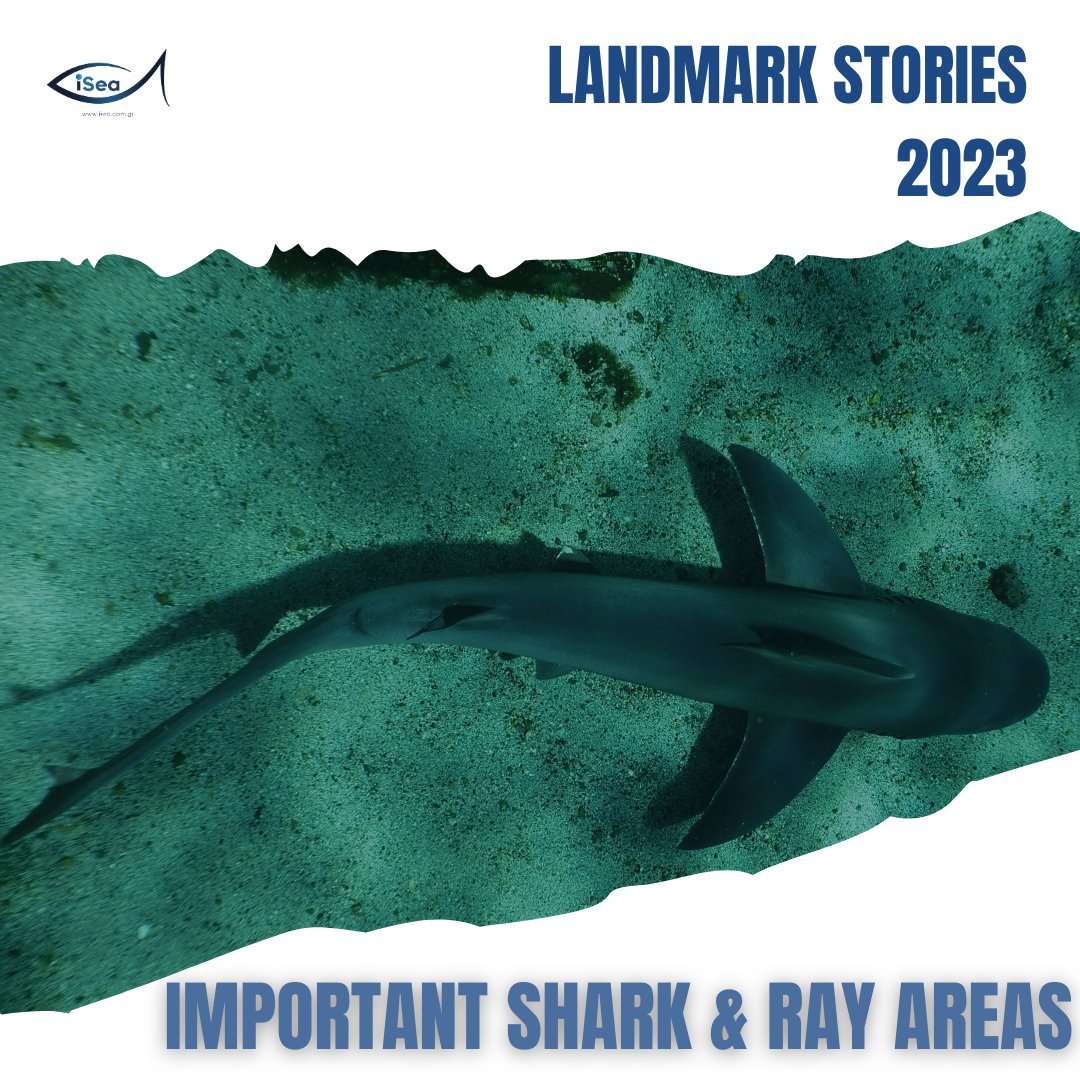 🦈Our systematic work contributed to the delineation of 4 Important Shark and Ray Areas &3 Areas of Interest in Greece, 1 candidate area in Cyprus & 1 Important Area in Libya, in 2023.