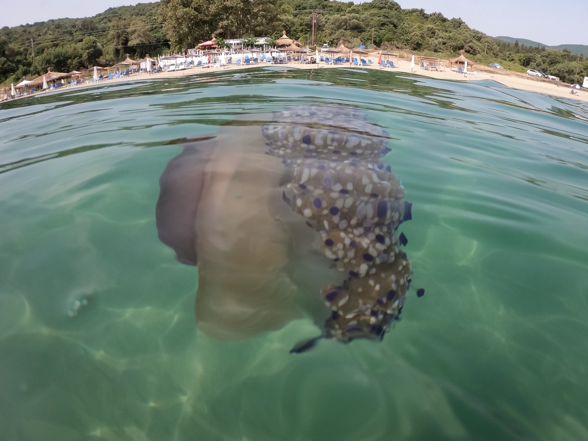 Griechenland Zeitung tweet media