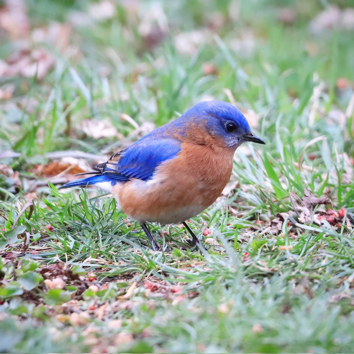 A beautiful male bluebird forages for a meal...
#beautifulbluebird #beautiful #bluebirds #bluebird #birdlife #bluebirdactivities #ohiobirding #ohiobirder #ohiobackyardbirding #ohiobirdworld #birdloversclub #ohiobirdlovers #birdlovers