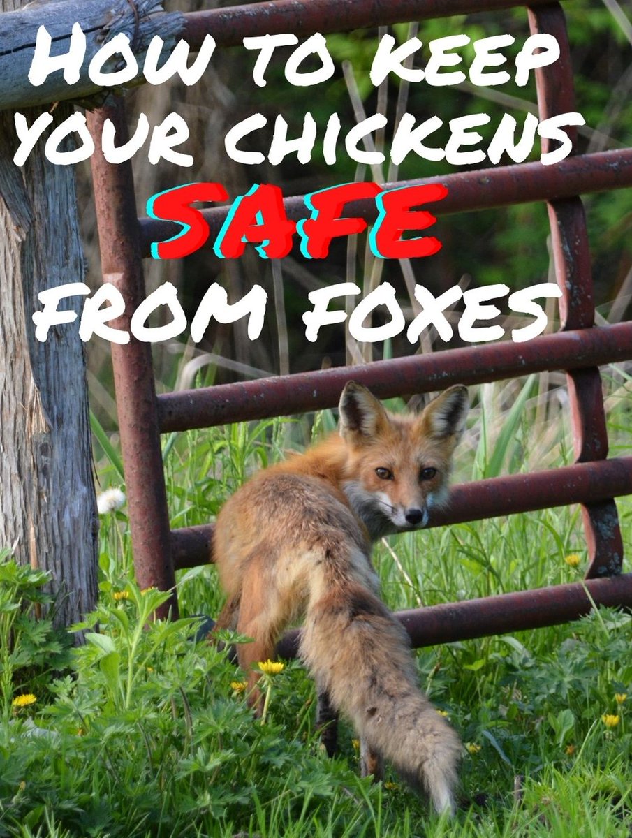 1. Leave chickens out in the open yard.
2. Leave gate open
3. Go play video games
4. It's #FoxFriday >:3