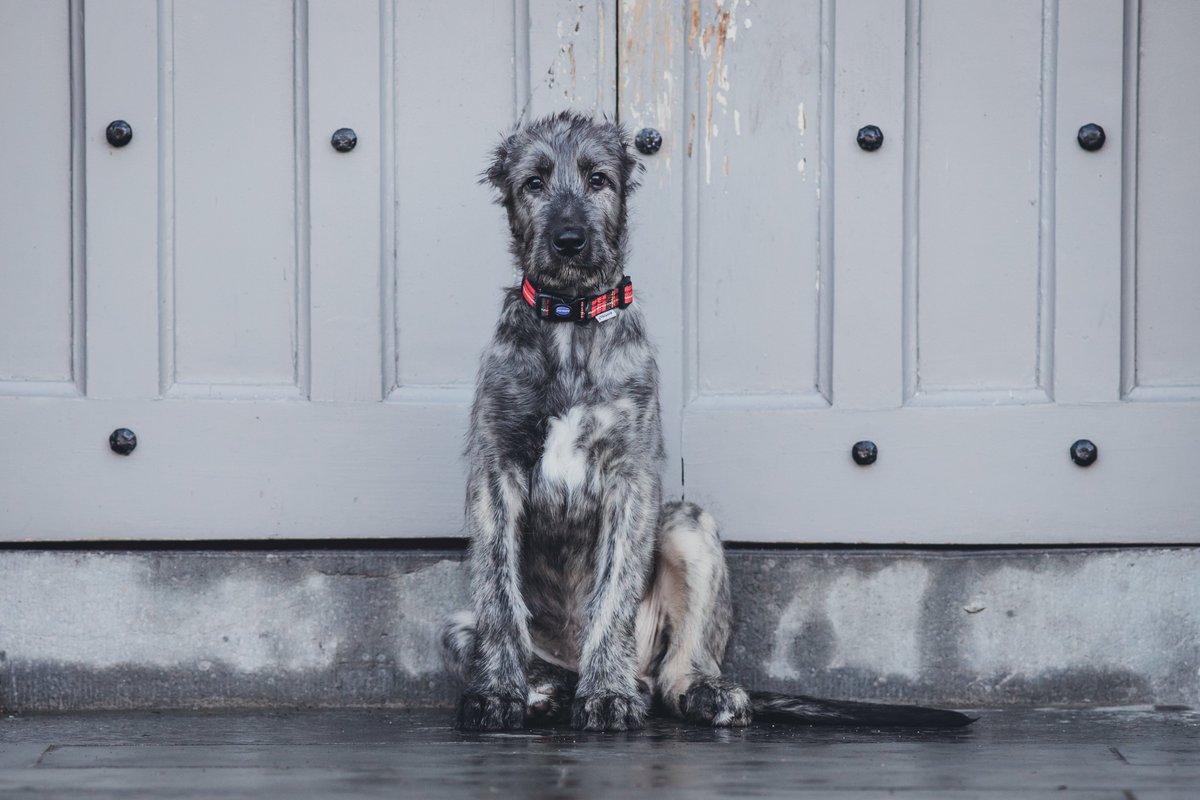 You’ll always get a warm welcome from Líadán here at Bellingham Castle 🤍 This is Liadán as a pup over 3 years ago and you can still find her roaming the Castle and grounds today, she’s just way bigger 😅 #DiscoverBellingham #Castle #Dogs #IrishWolfhound