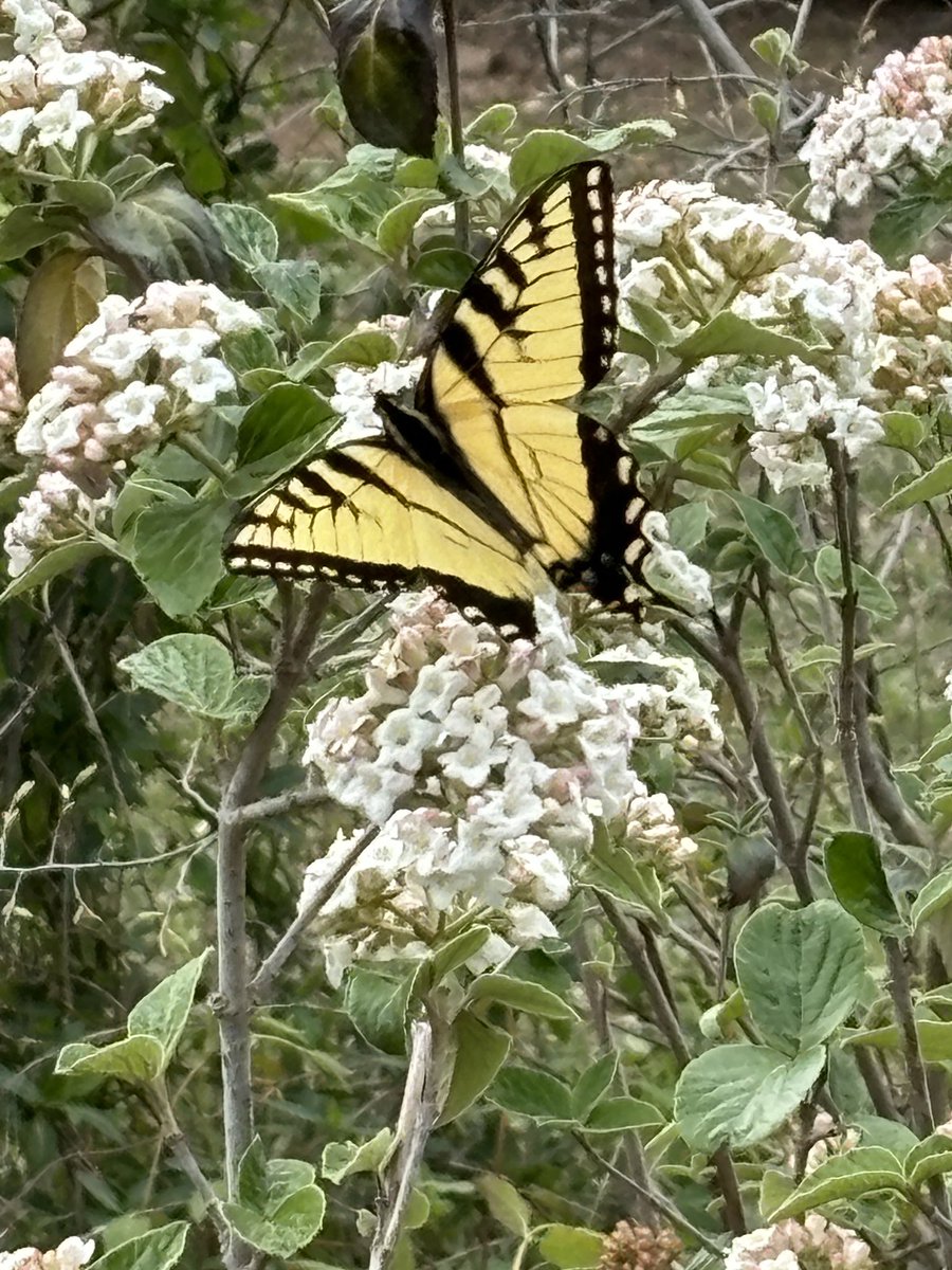 Eastern Tiger Swallowtail, I believe . We just planted these Vibernium Brookwoodii ( sp ) bushes last September. Already, the butterflies found them.
