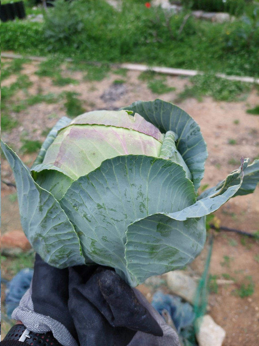 PaulHRoberts's tweet photo. #cretelife
#Homegrown
#horta
#lefkaori https://t.co/JXpfjm9YN4