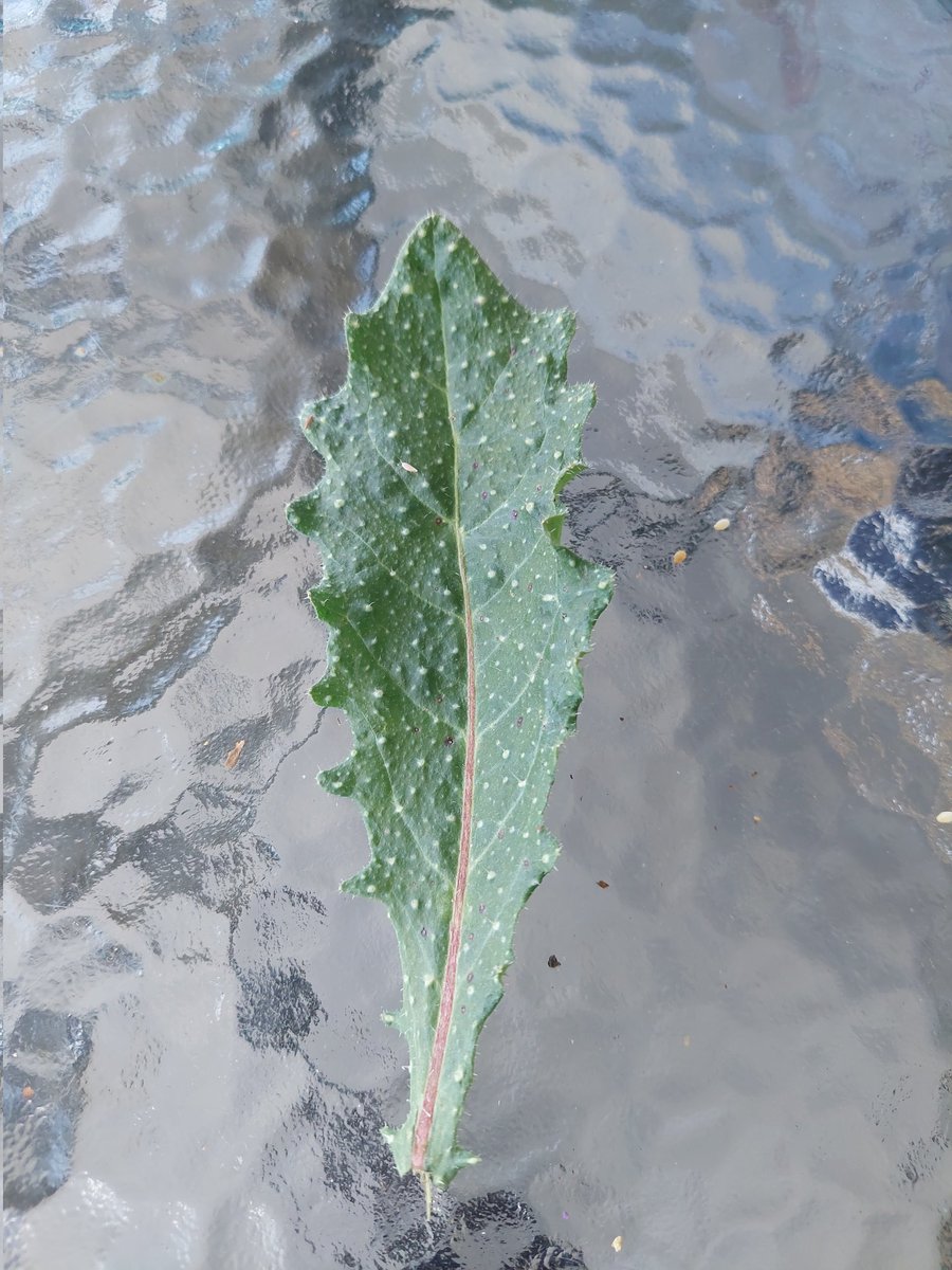 PaulHRoberts's tweet photo. #cretelife
#Homegrown
#horta
#lefkaori https://t.co/JXpfjm9YN4