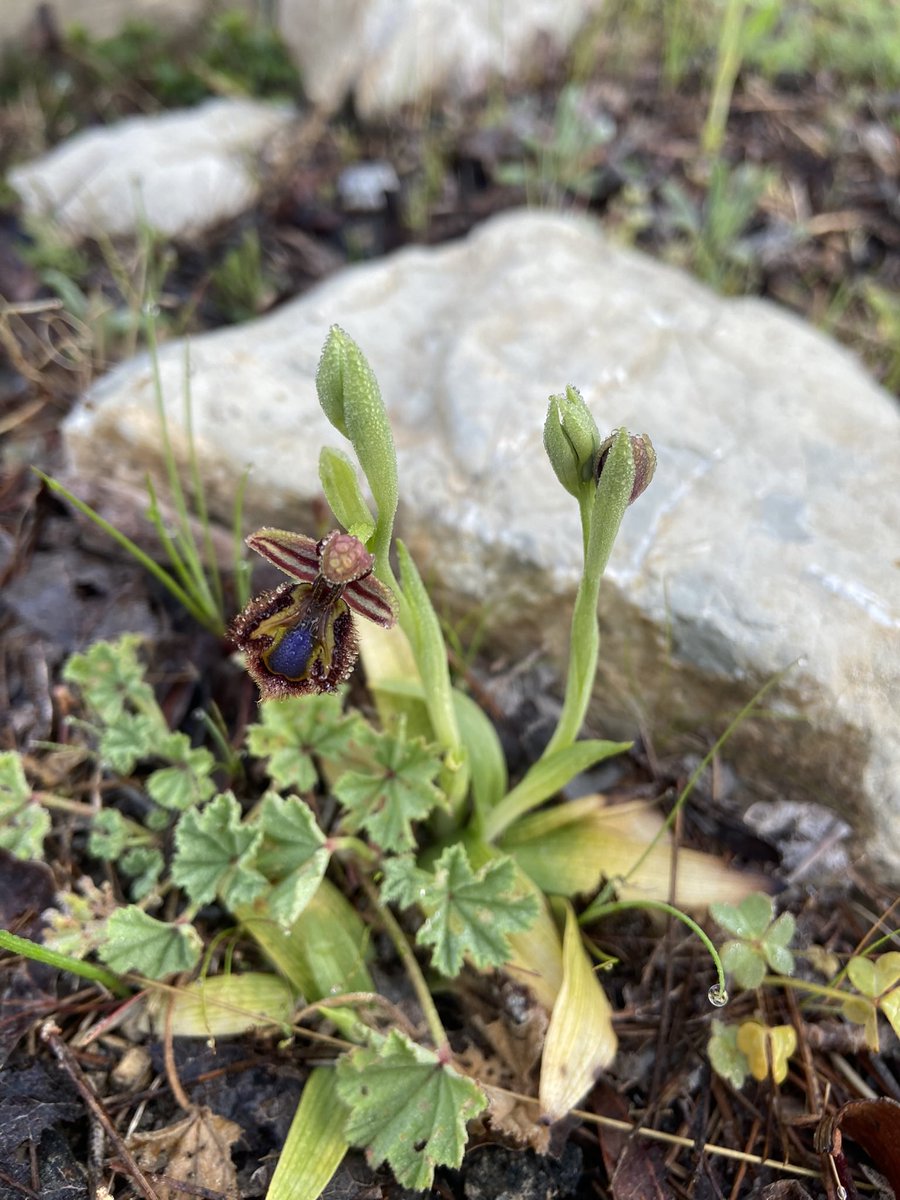 Some of the orchids found while in Mallorca! Sawfly, naked man, giant, and mirror orchid. #orchid #nature #mallorca