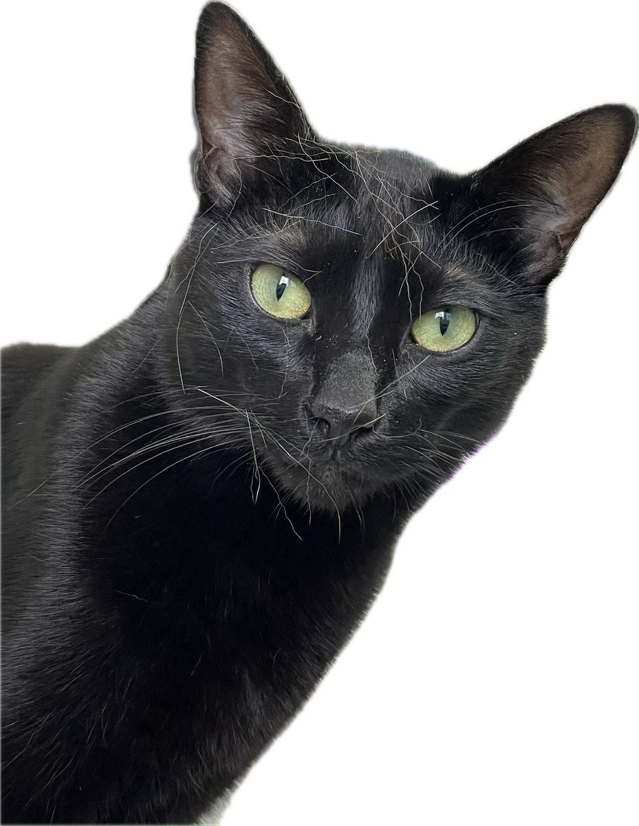 (사죄의 캣)  이번 미리보기 100화의 원고 마감이 다소 늦어져 부득이하게 3/23에 공개될 것 같습니다 😭  100화를 기념하여 멋진 bgm도 함께 공개될 예정이니 부디 조금만 기다려주세요 🥺🙏