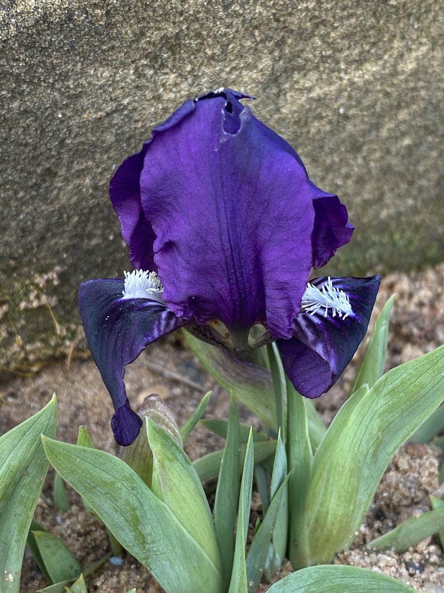 Iris babadagica 6cm of rich beauty on the #sandbed