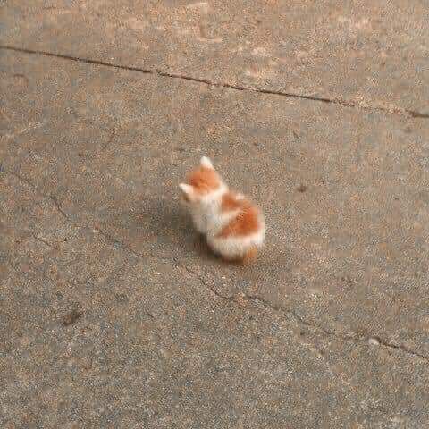 ShouldHaveCat's tweet photo. its all start with one angy kitten, and now they have a whole angy squad. https://t.co/GL2MWDwoSS