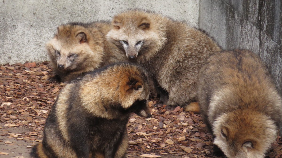 たちだコロネ tweet media