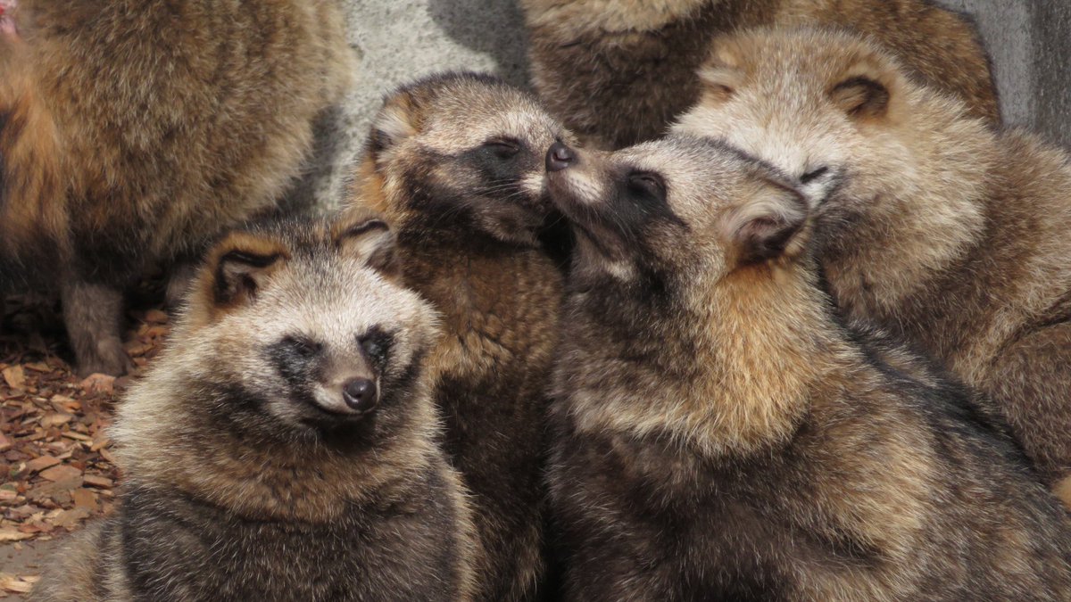 たちだコロネ tweet media