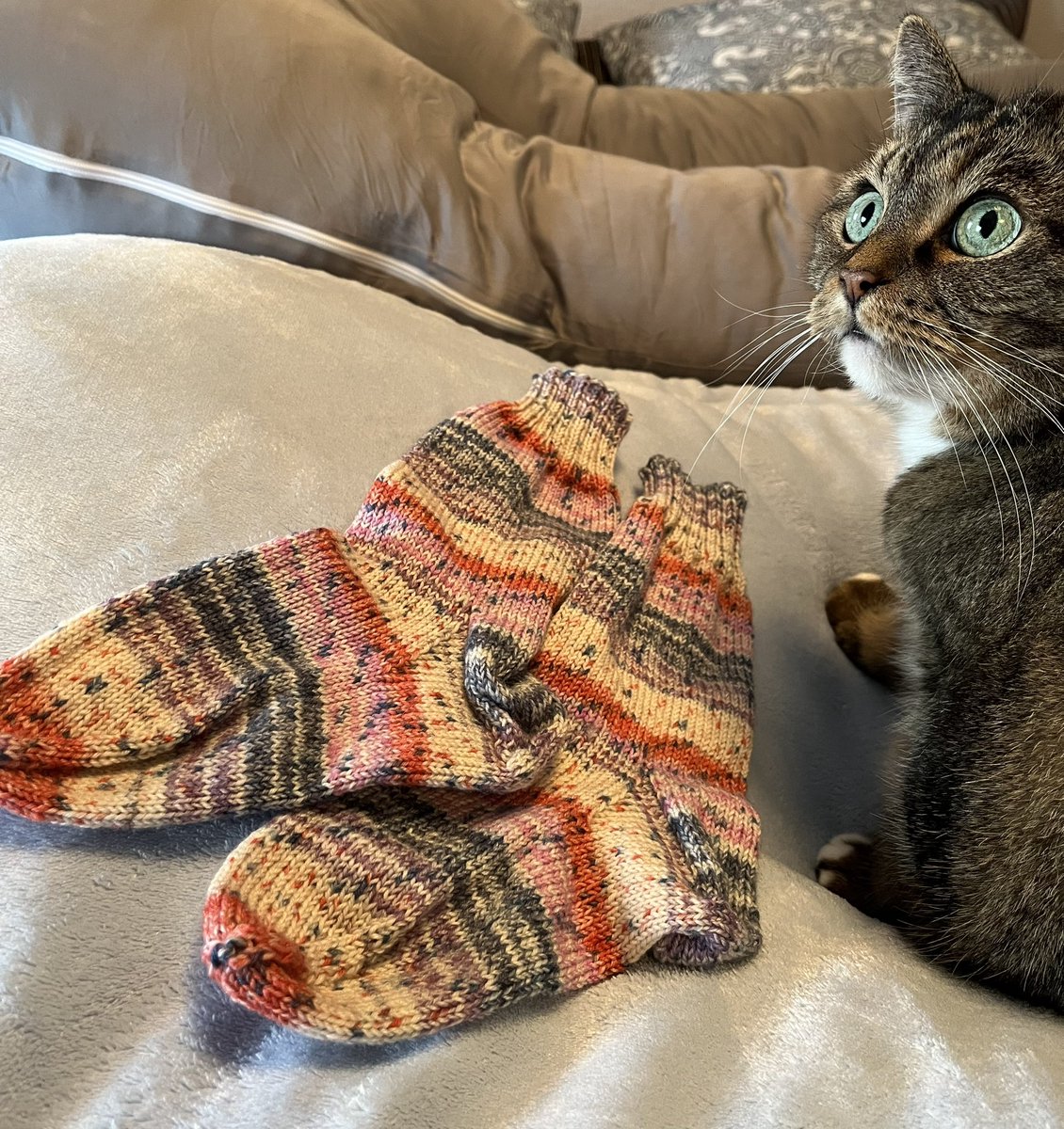 Alex_Strickt's tweet image. Mein heutiges Update. Die Socken fürs Töchterchen sind fertig. Und sie sind Lilly-approved. 
#stricken #sockenstricken #knitting #knittedsocks