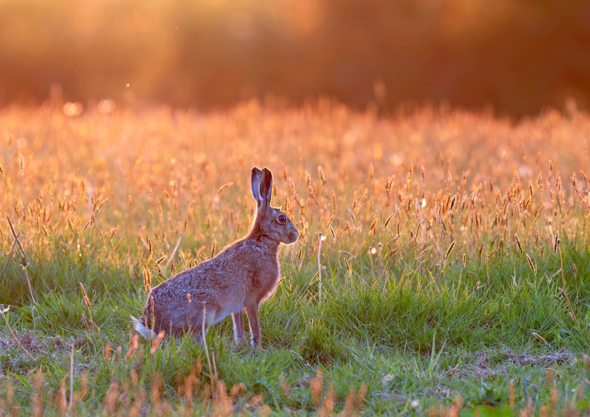 We're very excited about this new collaboration with <a href="/islandescapesim/">Island Escapes</a> to create a wildlife holiday. Do you know someone who would love to get emersed in Manx nature? 📸 Paul Quellin iomevents.com/experiences/ma…