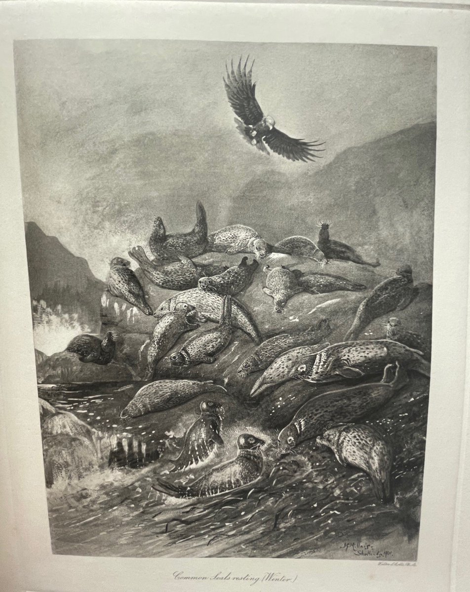 It's #internationaldayoftheseal - here are some lovely illustrations of grey and harbour seals from volume 1 of 'The Mammals of Great Britain and Ireland' by J.G Millais, 1904. Only 1025 copies of this volume were printed - we have no77 here @thembauk 🦭