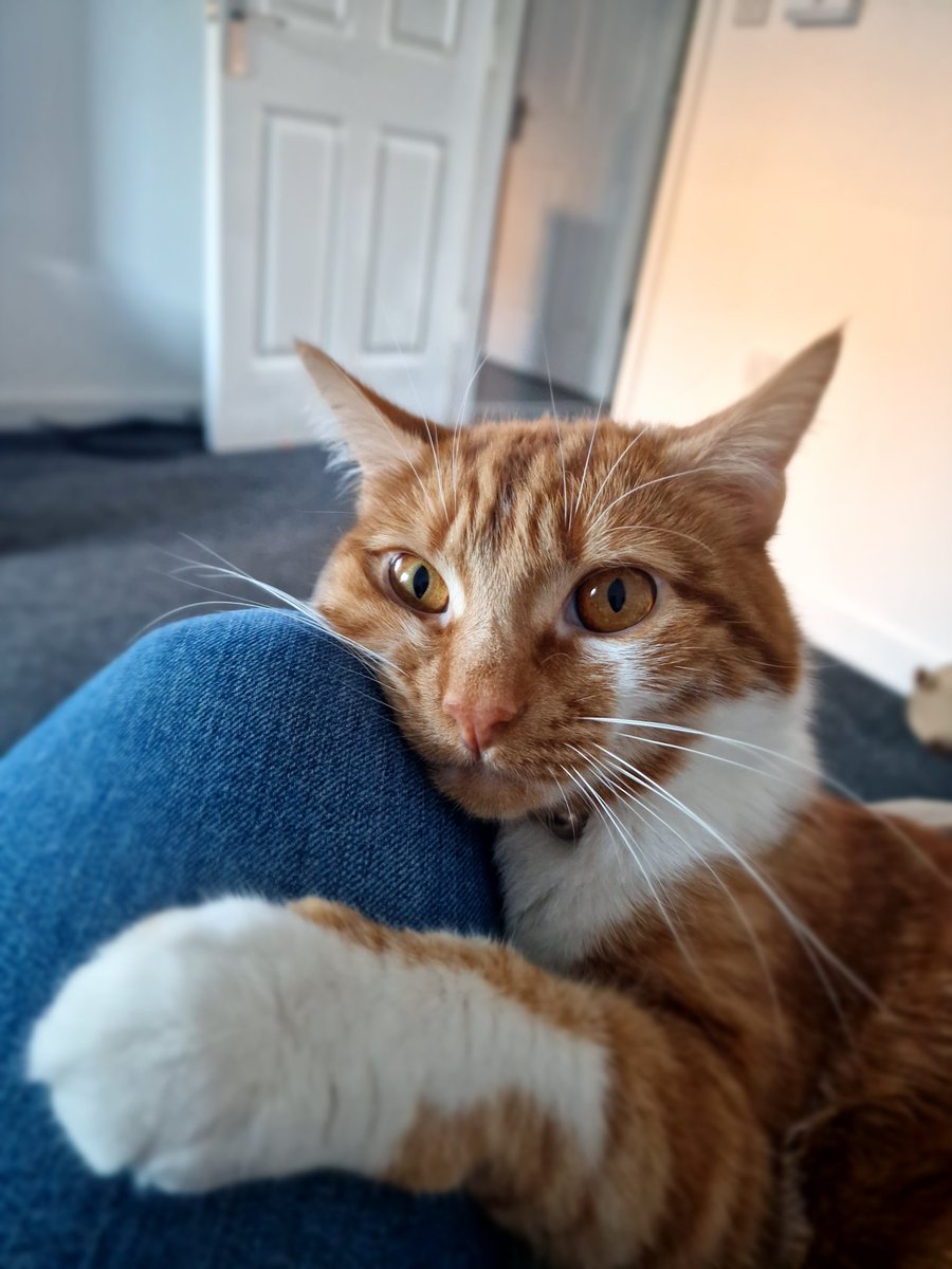 Brandy has gone missing he is a 3year old ginger and White Neutered boy is very timid and was last seen in the Thorplands area of #Northampton NN3 if you have any information about his whereabouts please contact 0344 700 3251 quoting ref S24-020 #LostCat #CatsOfTwitter